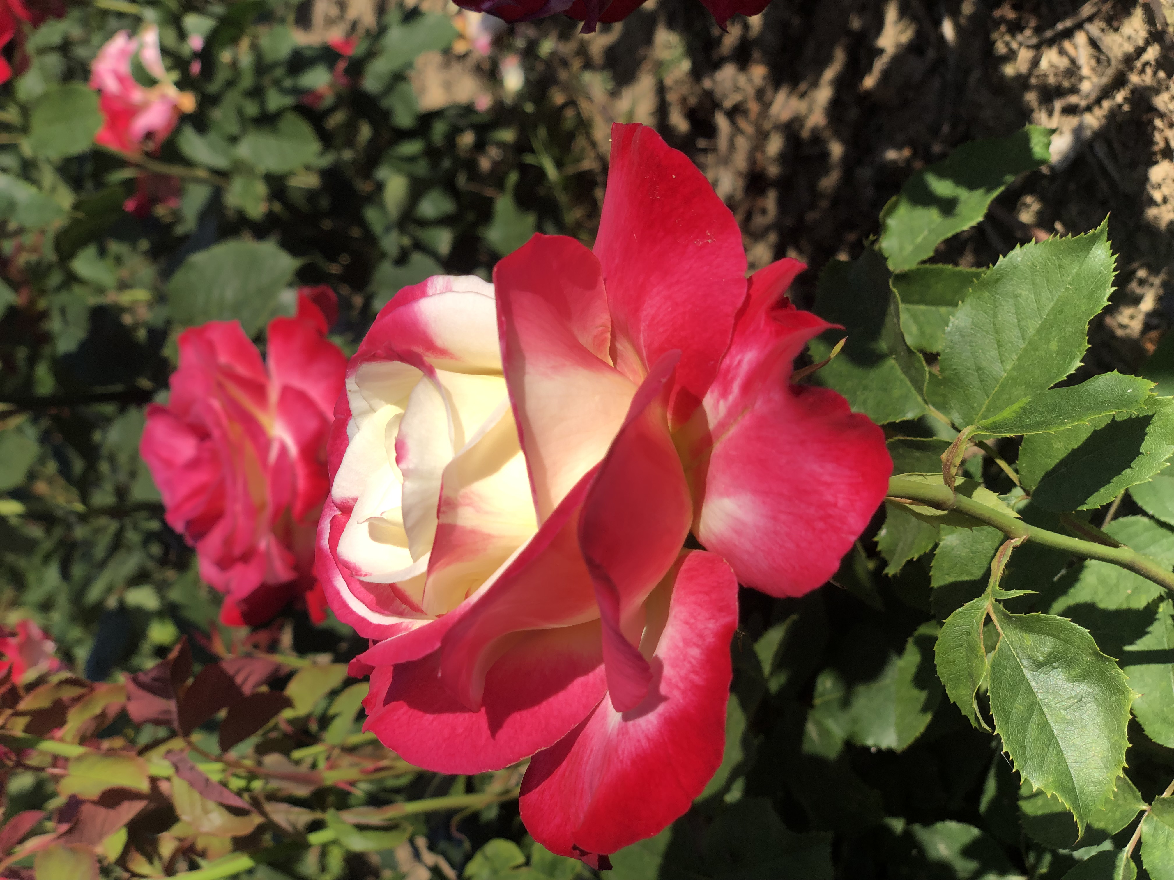 Rosa 'Double Delight'